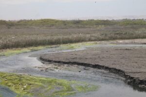 Dueños de predio agrícola interponen nueva reclamación por la superficie del humedal del Río Lluta