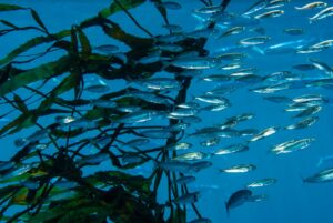 “Mar de Pisagua” se convierte en la primera área marina protegida del norte